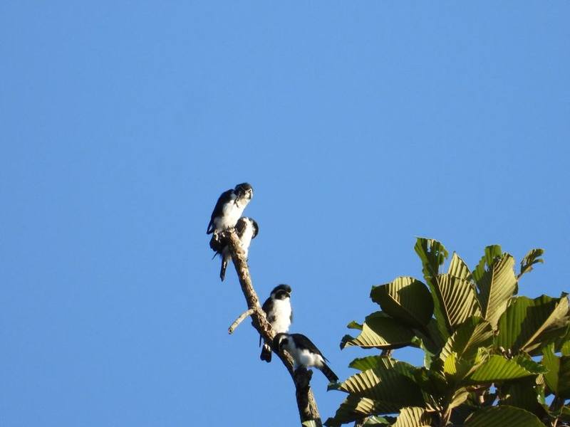 Pied Falconet