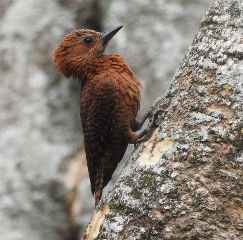 Rufous Woodpecker