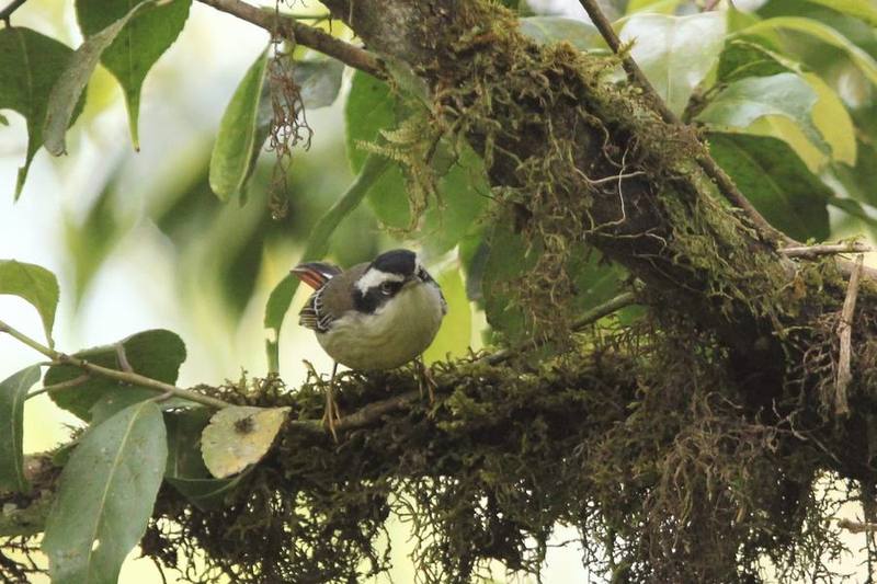 Red-tailed Minla