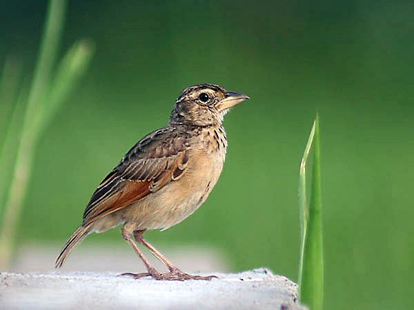 Indochinese Bush Lark