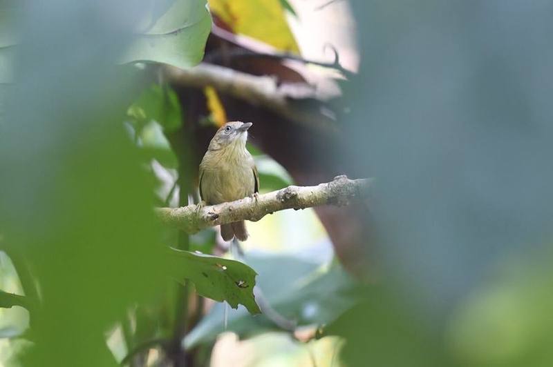 Grey-faced Tit-Babbler