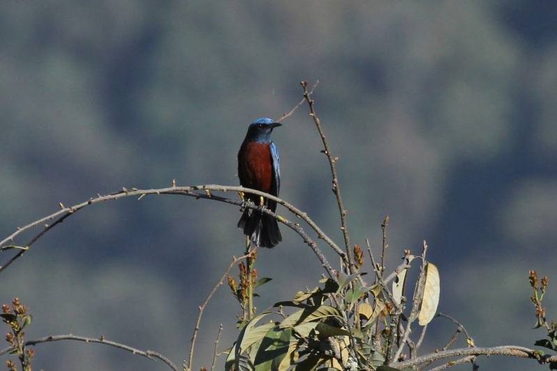 Chestnut-bellied Rock Thrush