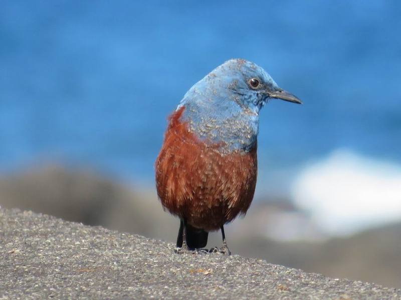 Blue Rock Thrush