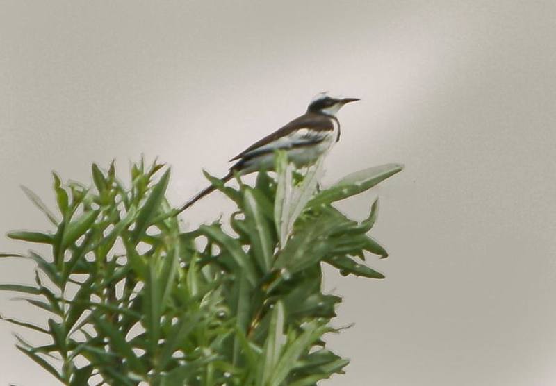 Mekong Wagtail