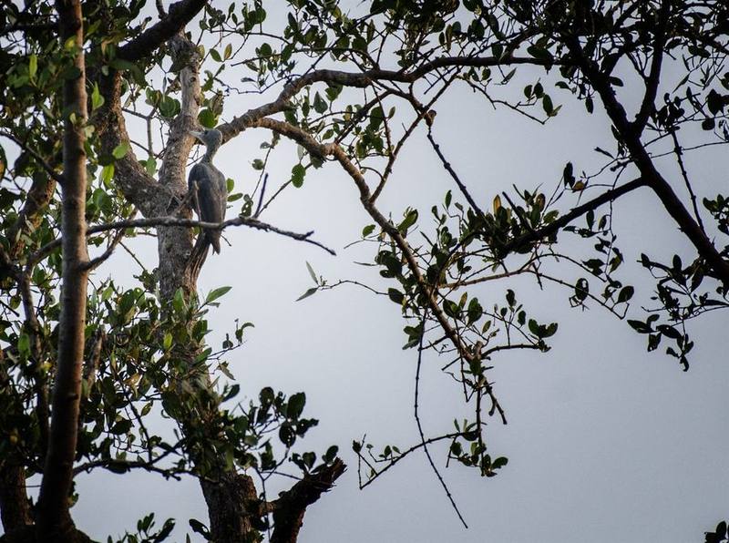 Great Slaty Woodpecker