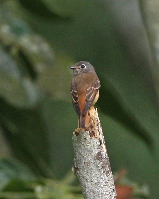 Ferruginous Flycatcher