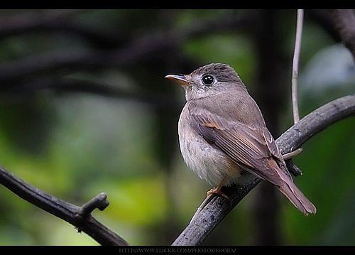 Brown-breasted Flycatcher