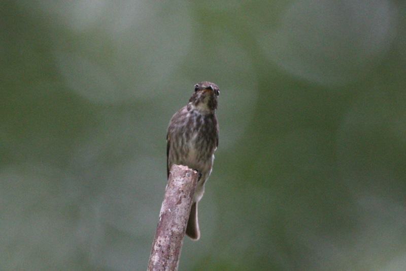 Dark-sided Flycatcher