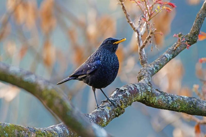 Blue Whistling Thrush