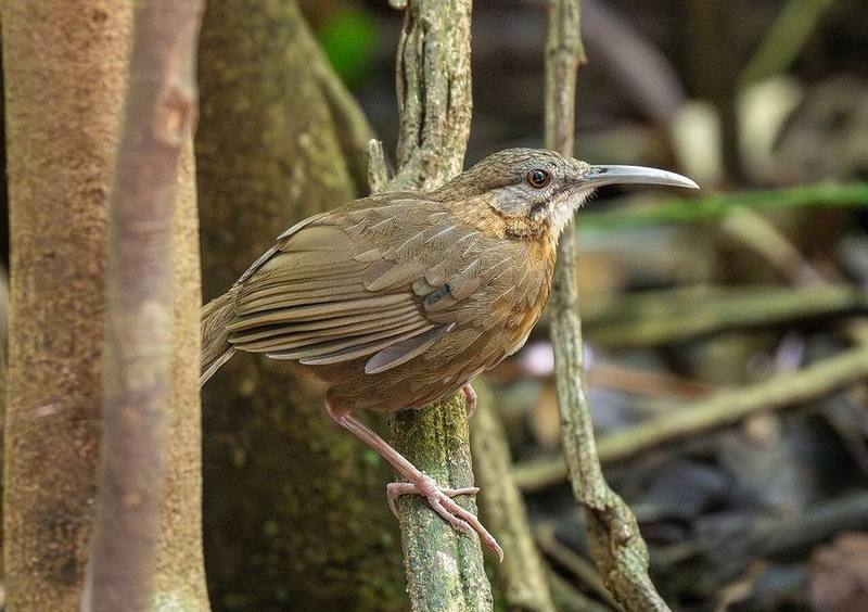 Short-tailed Scimitar Babbler