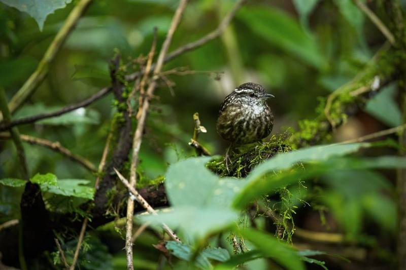 Eyebrowed Wren-Babbler