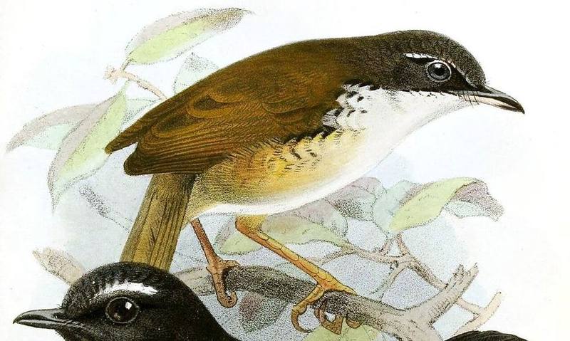 White-throated Wren-Babbler