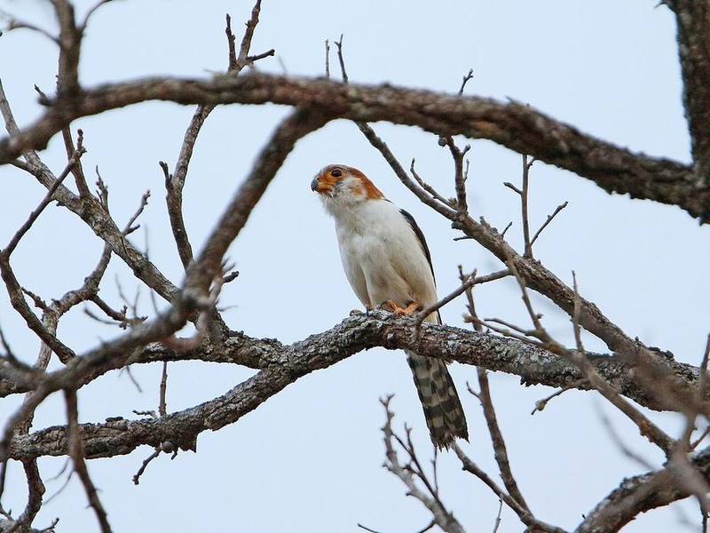 White-rumped Falcon