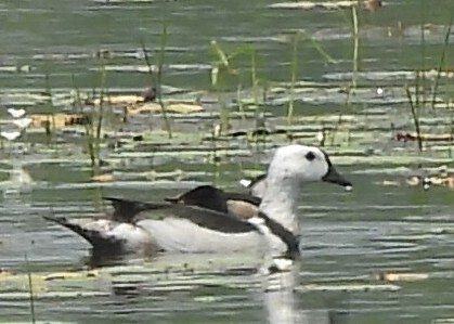 Cotton Pygmy Goose