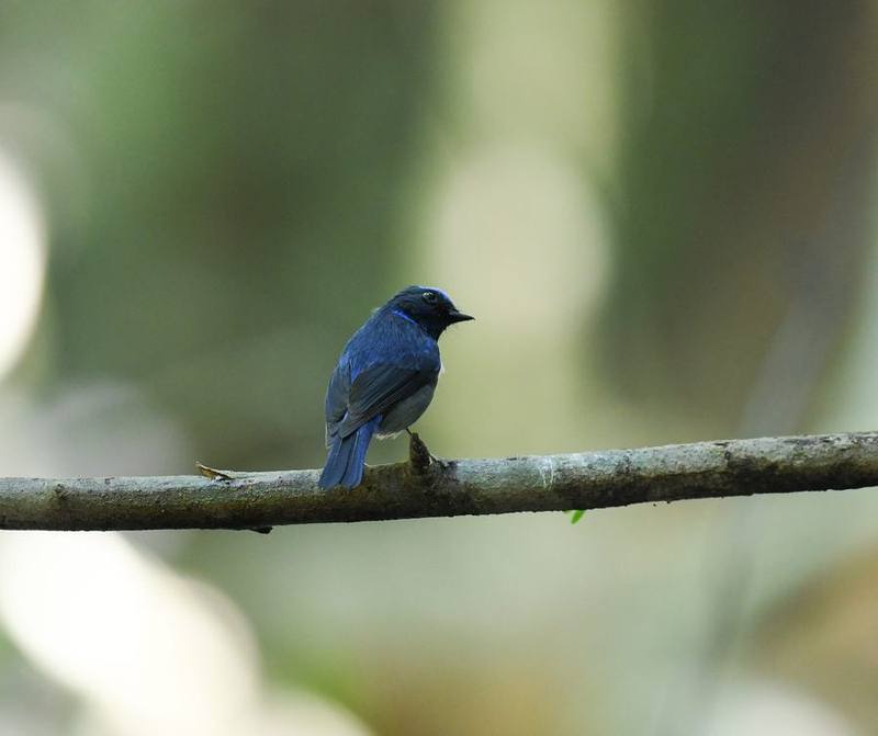 Small Niltava