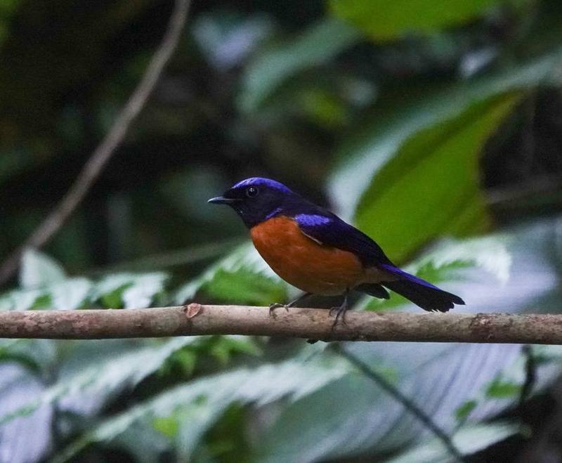 Rufous-bellied Niltava