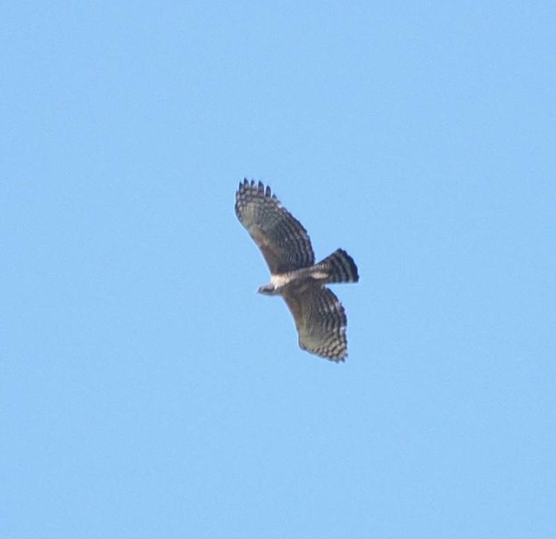 Mountain Hawk-Eagle