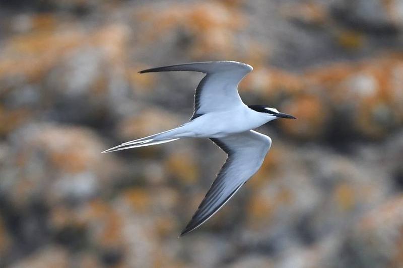 Bridled Tern