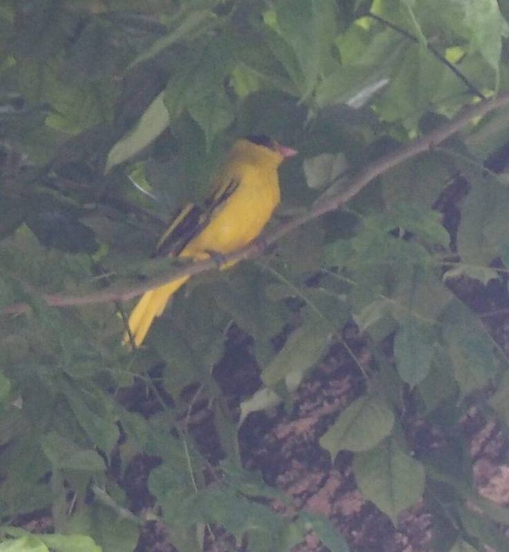 Black-naped Oriole