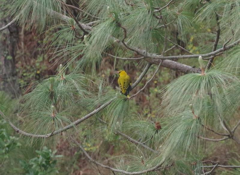 Slender-billed Oriole