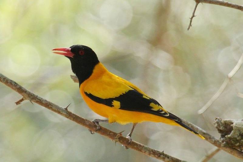 Black-hooded Oriole