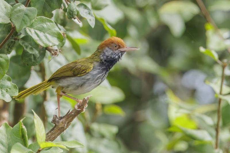 Dark-necked Tailorbird