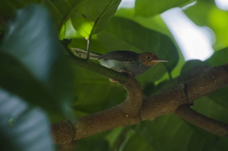 Ashy Tailorbird
