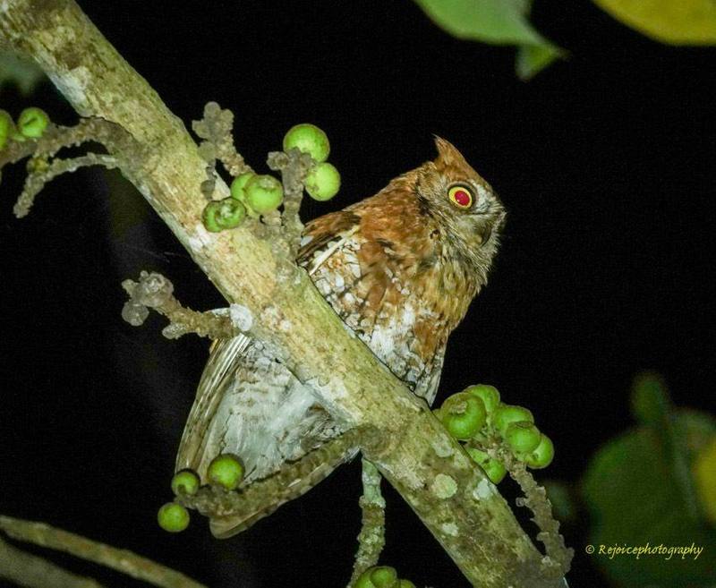 Oriental Scops Owl