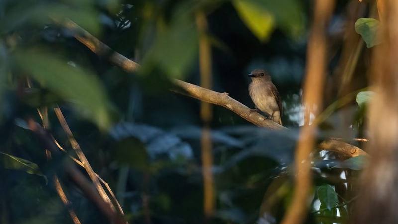Mangrove Whistler