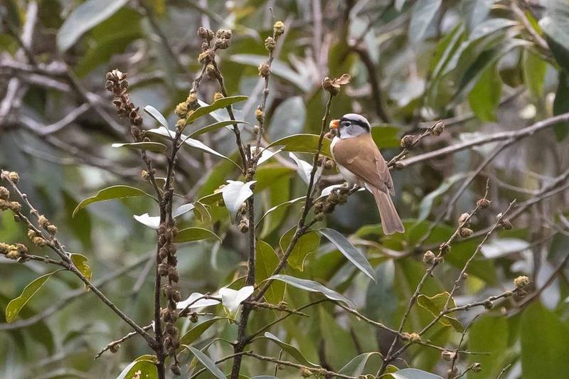 Grey-headed Parrotbill