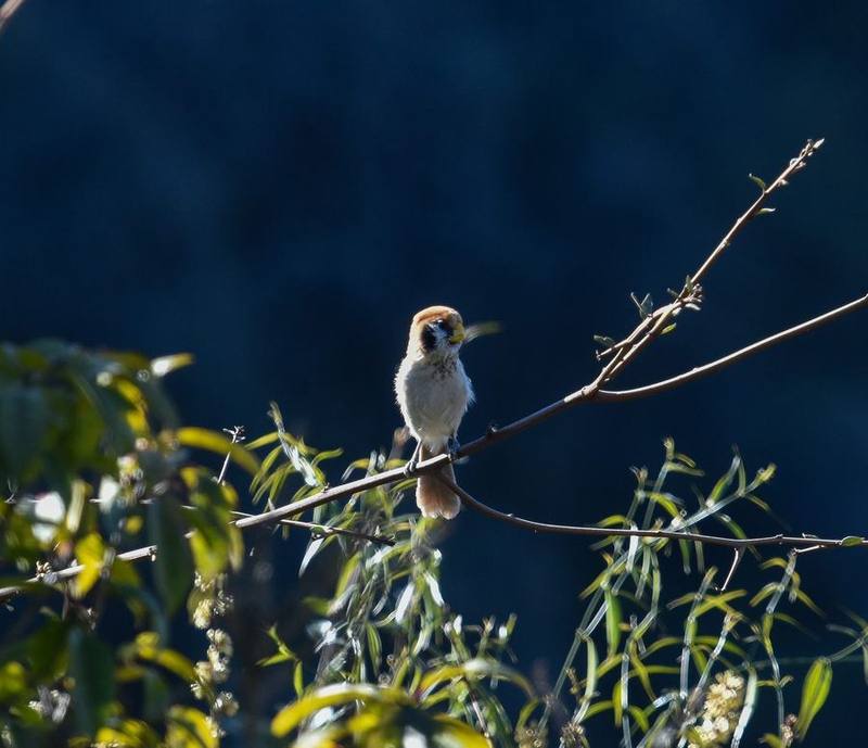 Spot-breasted Parrotbill