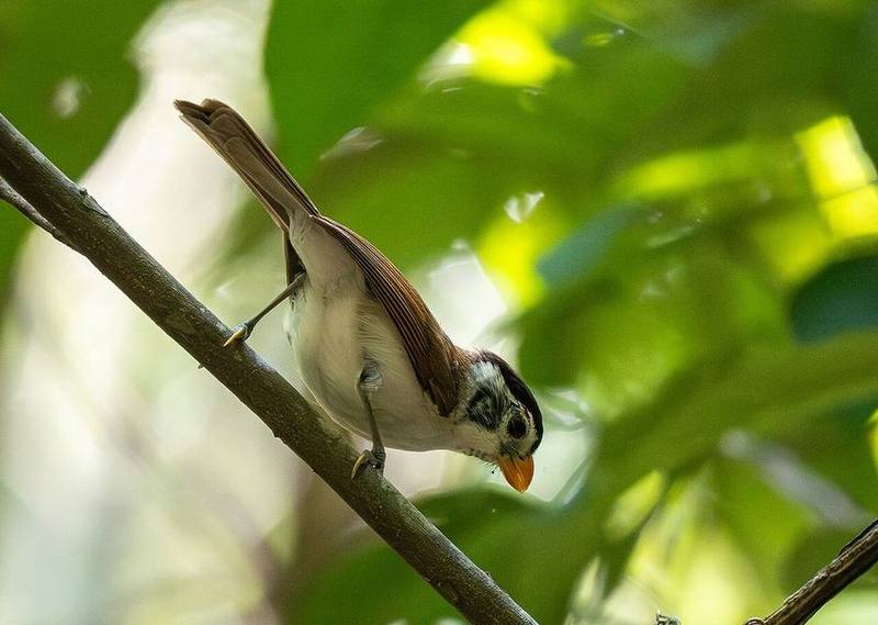 Black-headed Parrotbill