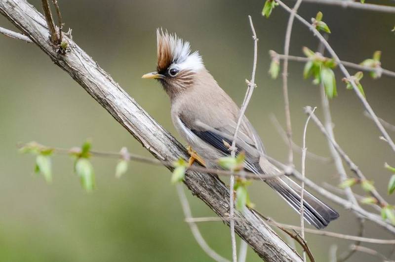 White-collared Yuhina