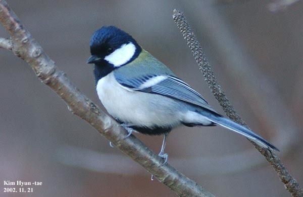 Cinereous Tit