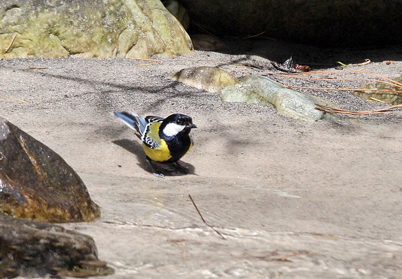 Green-backed Tit
