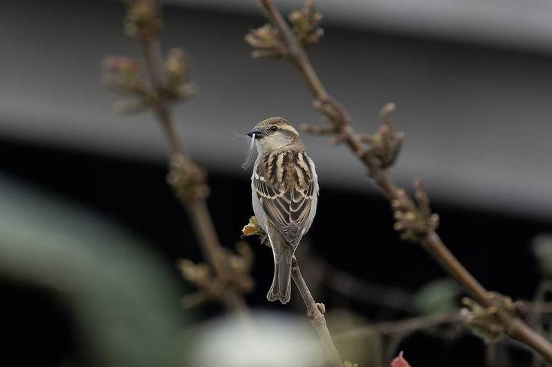 Russet Sparrow