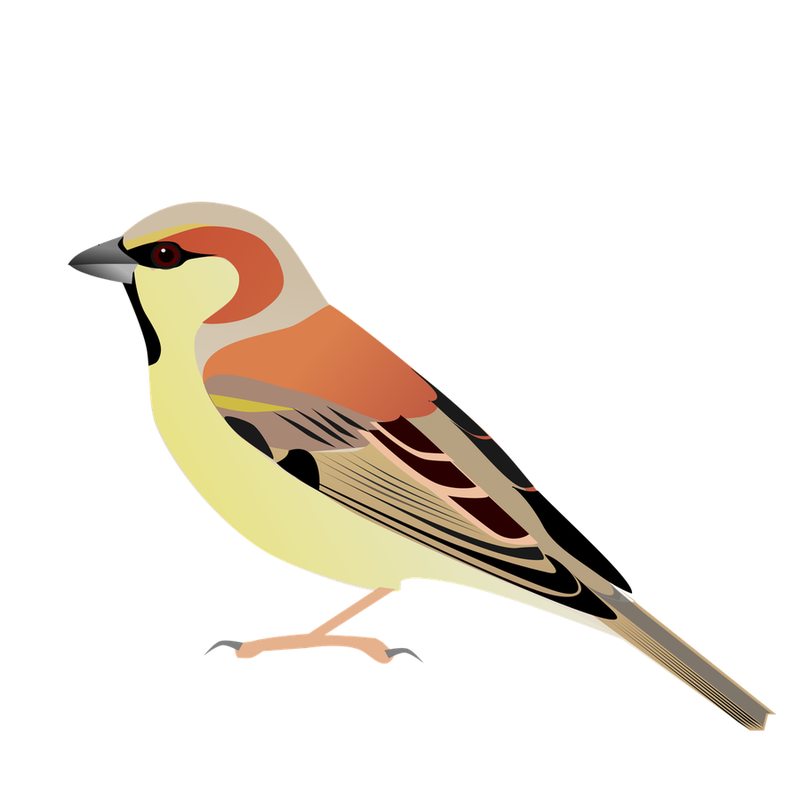 Plain-backed Sparrow