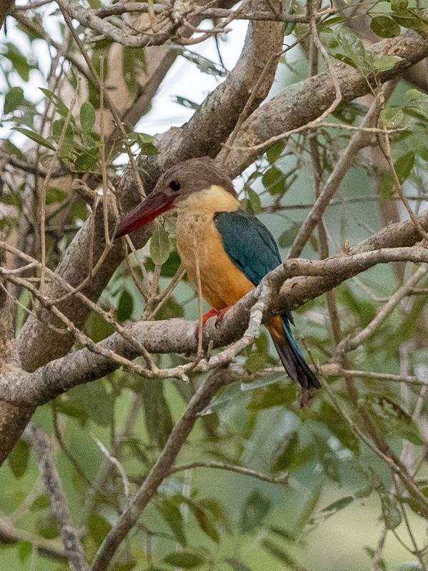 Stork-billed Kingfisher