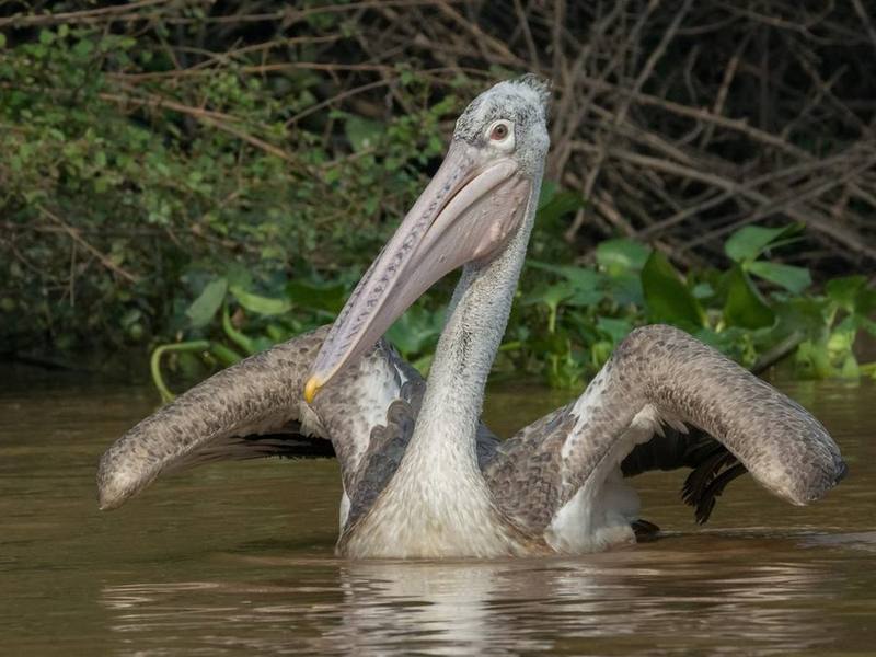 Spot-billed Pelican