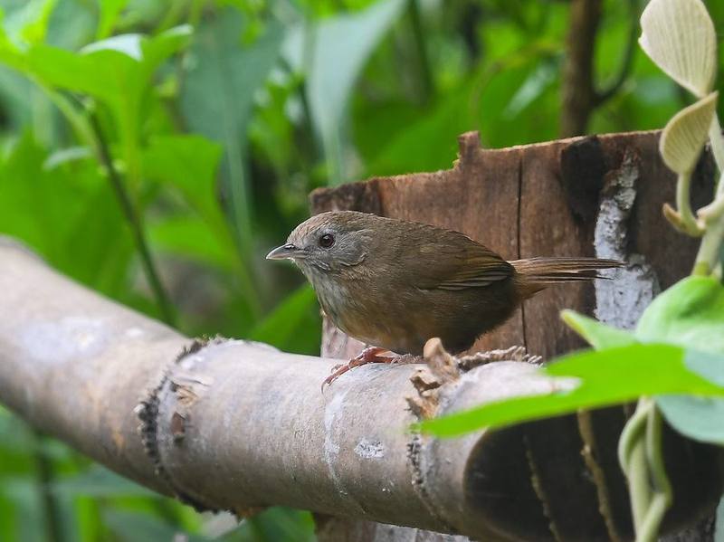 Spot-throated Babbler