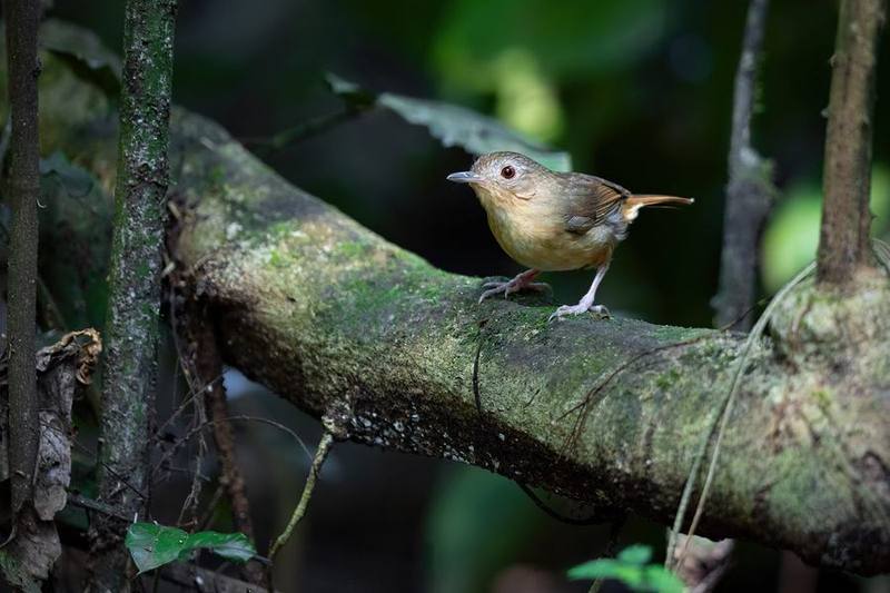 Buff-breasted Babbler