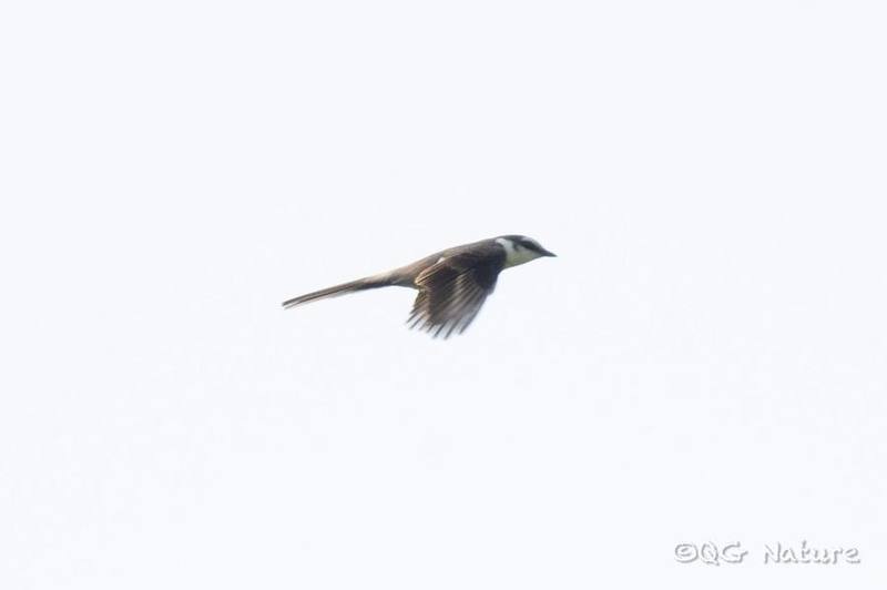 Swinhoe's Minivet