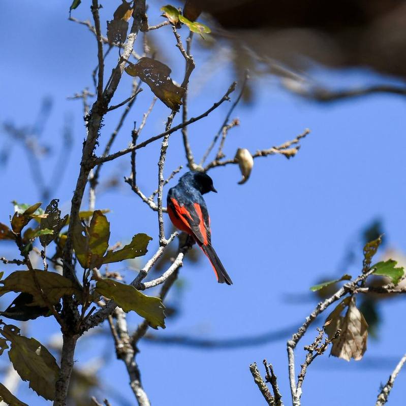 Long-tailed Minivet