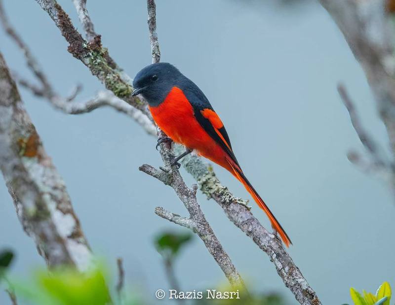 Grey-chinned Minivet