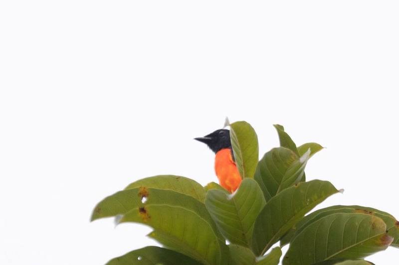 Scarlet Minivet