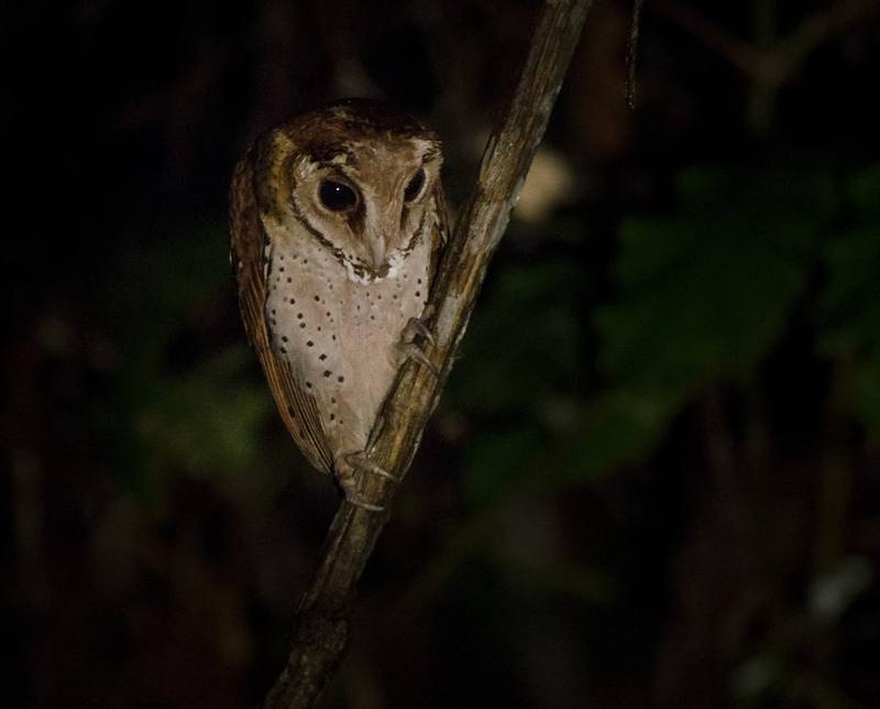 Oriental Bay Owl