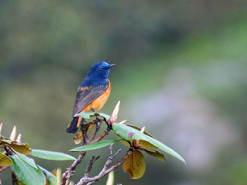 Blue-fronted Redstart