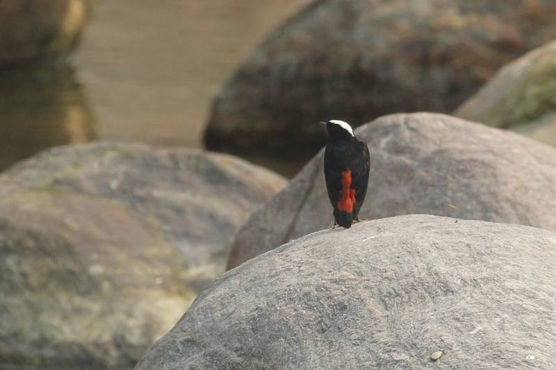 White-capped Redstart