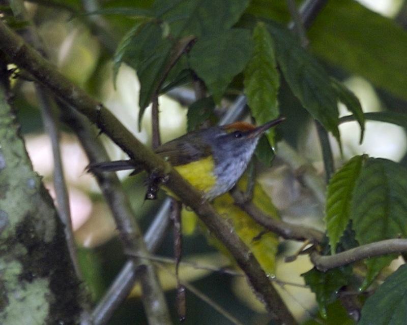 Mountain Tailorbird