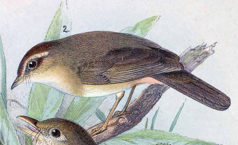 Yellow-streaked Warbler